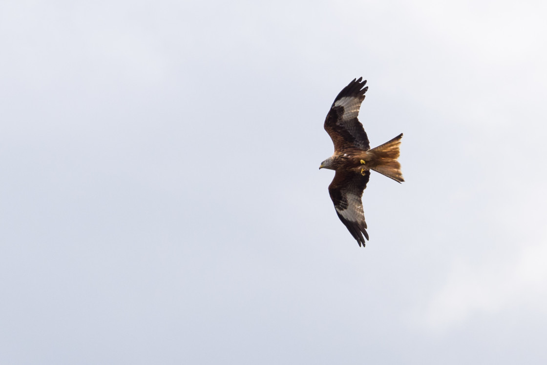 "Red Kite" stock image