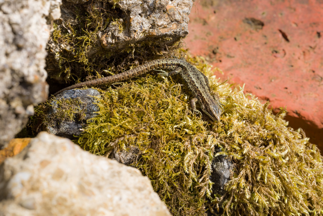 "Common Lizard" stock image