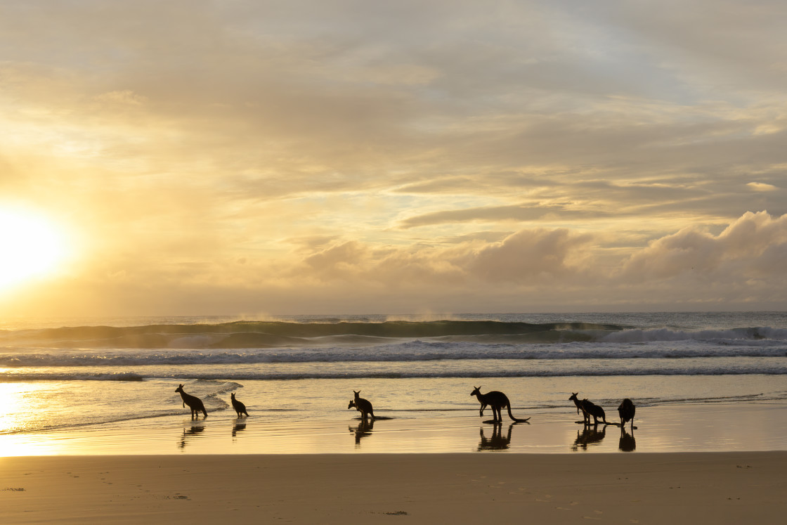 "Kangaroos Welcoming the Morning Sun" stock image