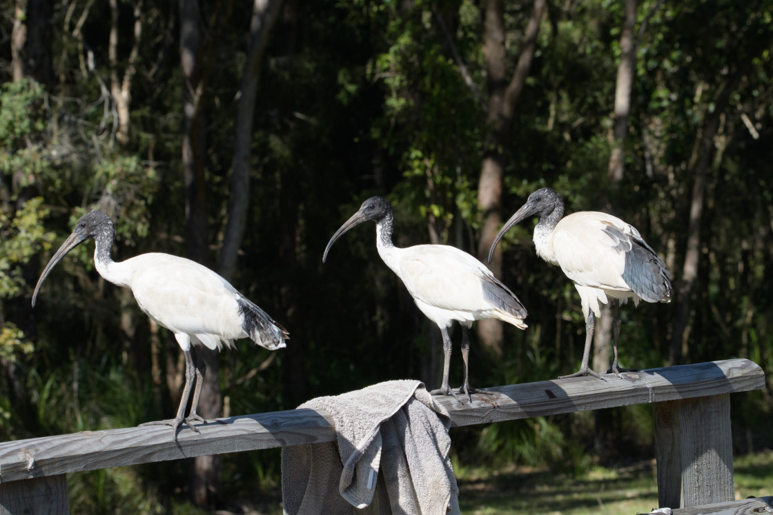 "Ibis Visiting" stock image