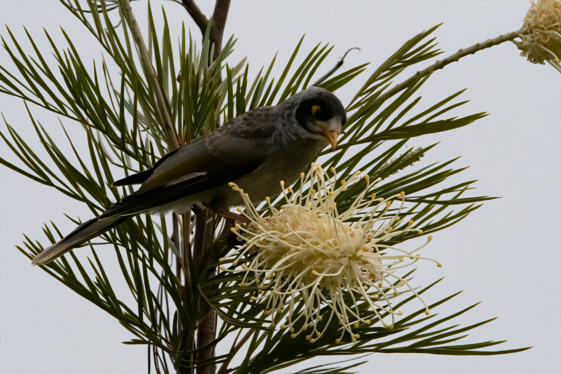 ""Noisy Miner"" stock image