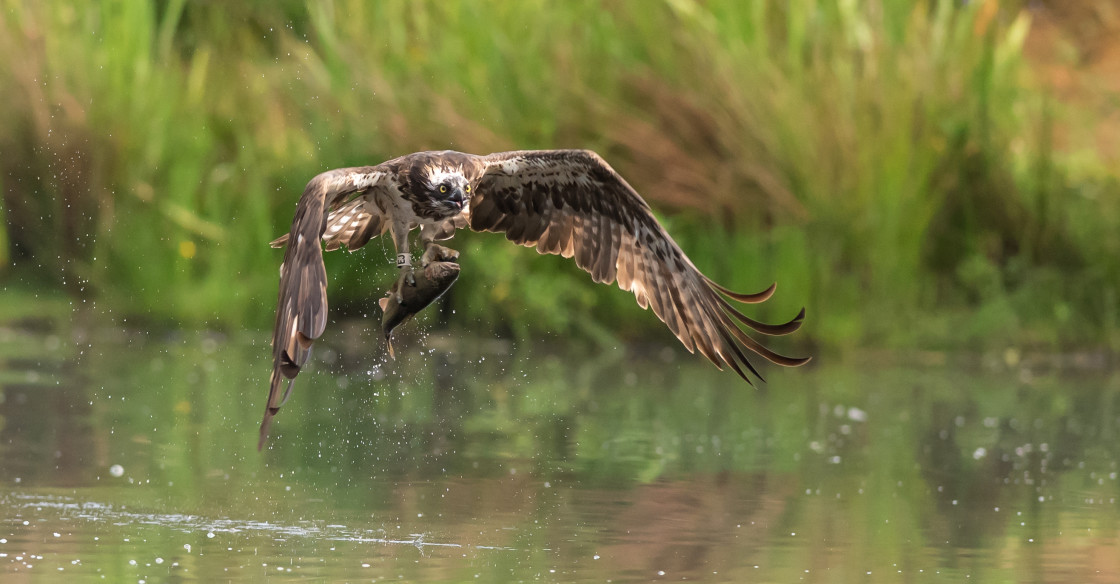 "Osprey" stock image