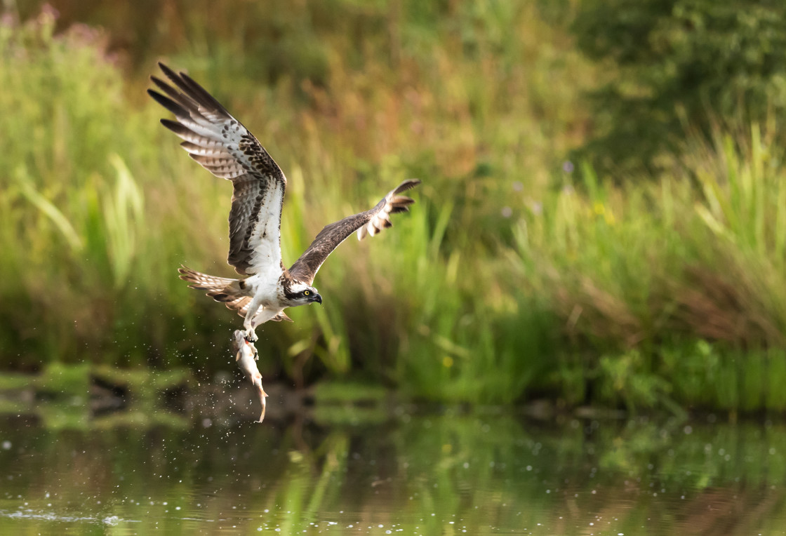 "Osprey (3)" stock image