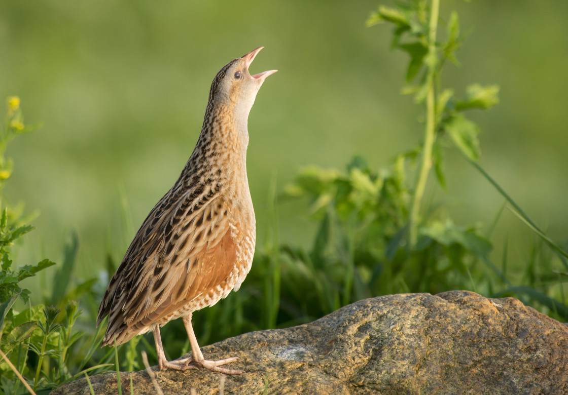 "Calling Corncrake" stock image