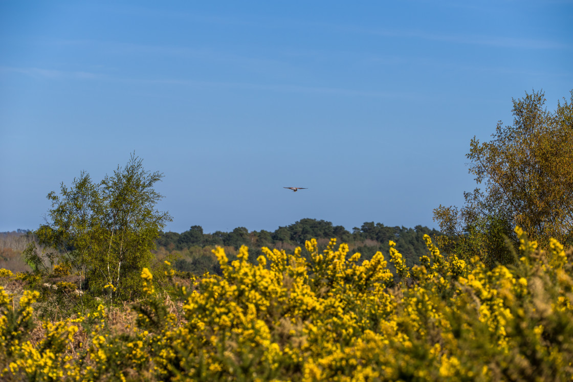 "Heathland" stock image