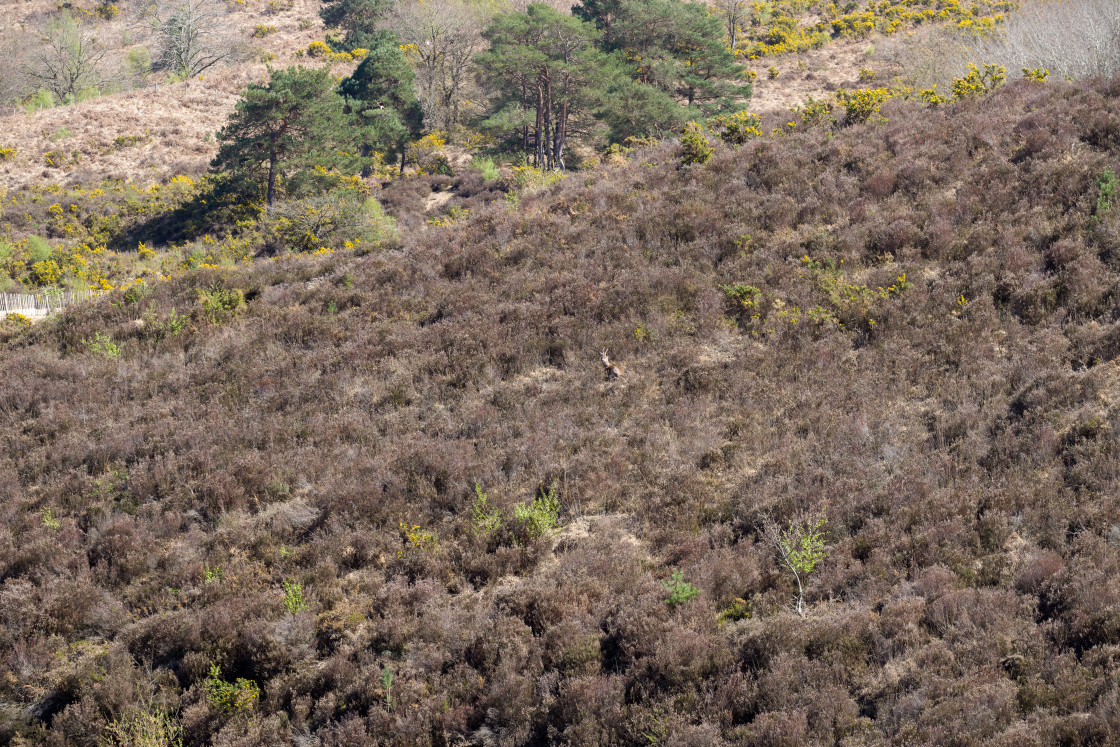 "Roe Deer in Landscape" stock image