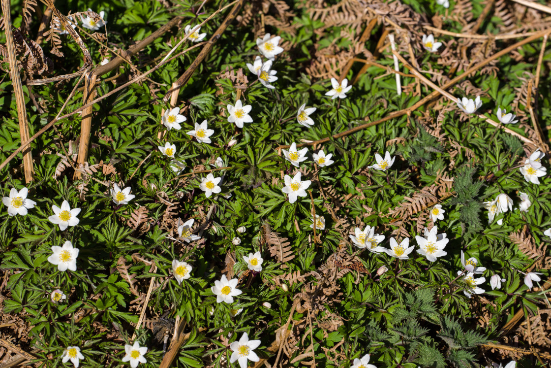 "Wood Anemone" by Gordon England - $12.71 "Wood Anemone" stock image