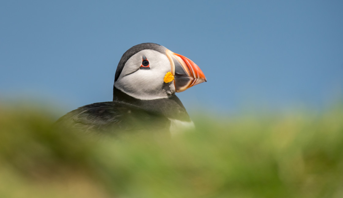 "Puffin Portrait (2)" stock image