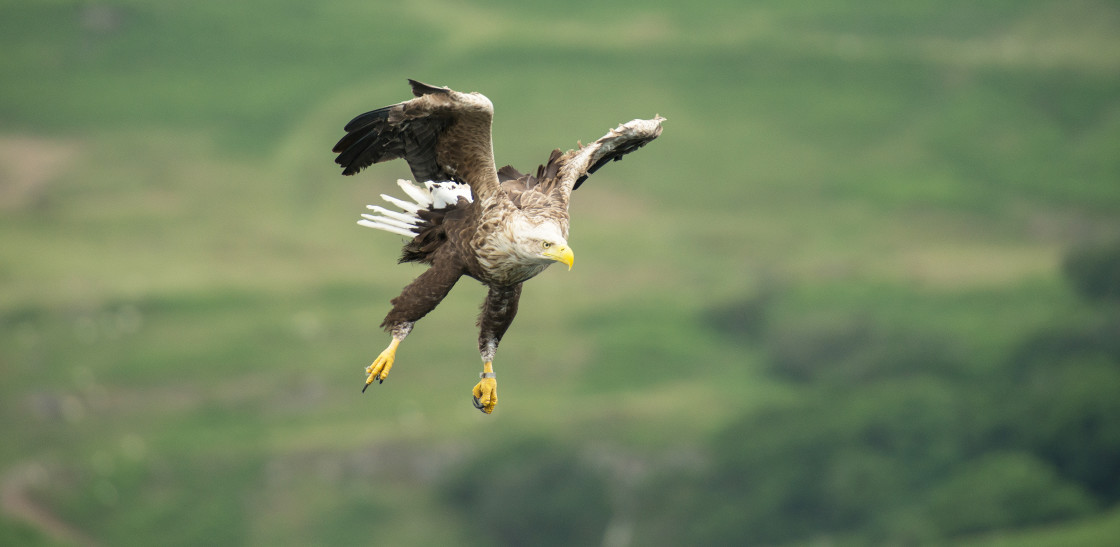 "White Tailed Sea Eagle, Mull (4)" stock image