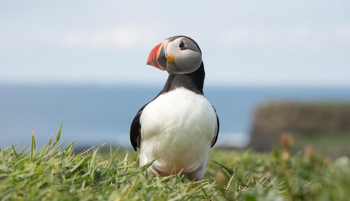 "Puffin Portrait (5)" stock image