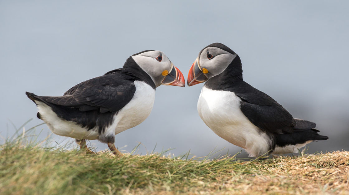 "Puffin Love" stock image