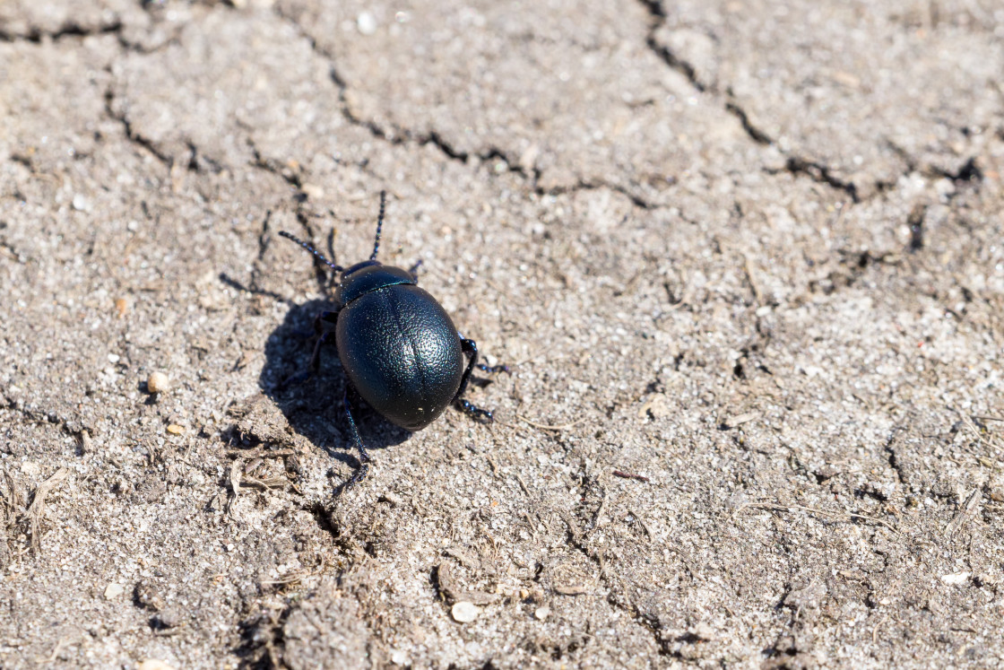 "Bloody-nosed Beetle" stock image