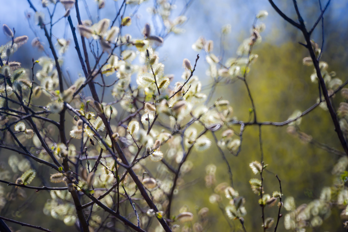 "Catkin Impressionism" stock image