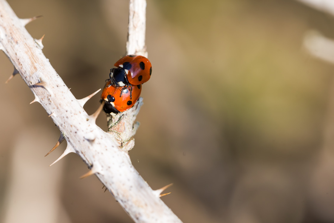 "7-spot Ladybirds Matiing" stock image