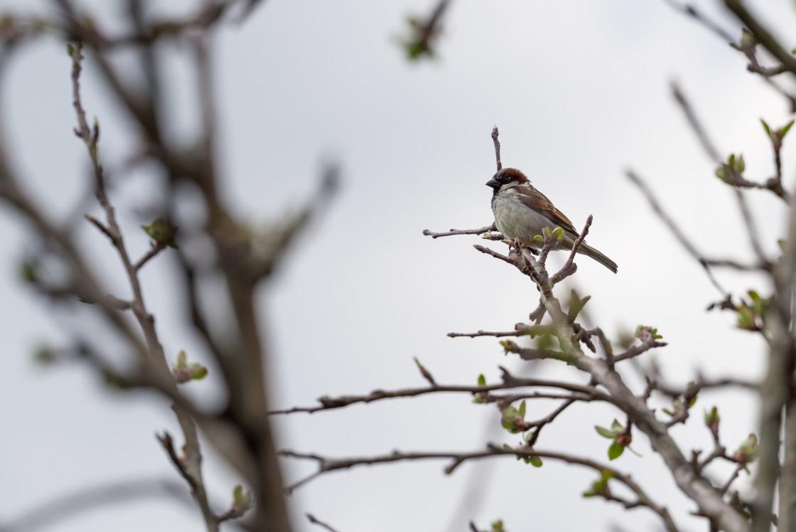 "House Sparrow" stock image