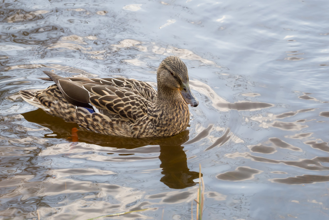 "Mallard Duck" by Gordon England - $12.55 "Mallard Duck" stock image