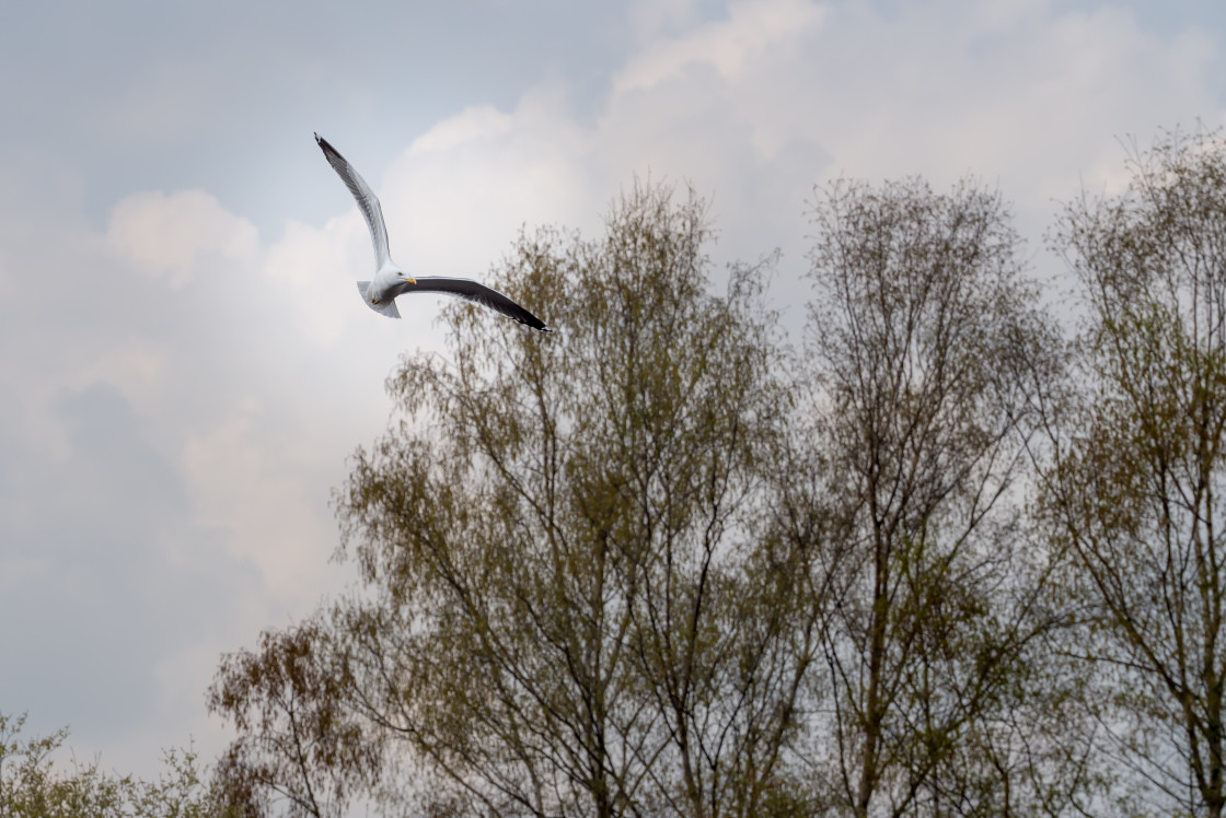 "Herring Gull" by Gordon England - $12.55 "Herring Gull" stock image