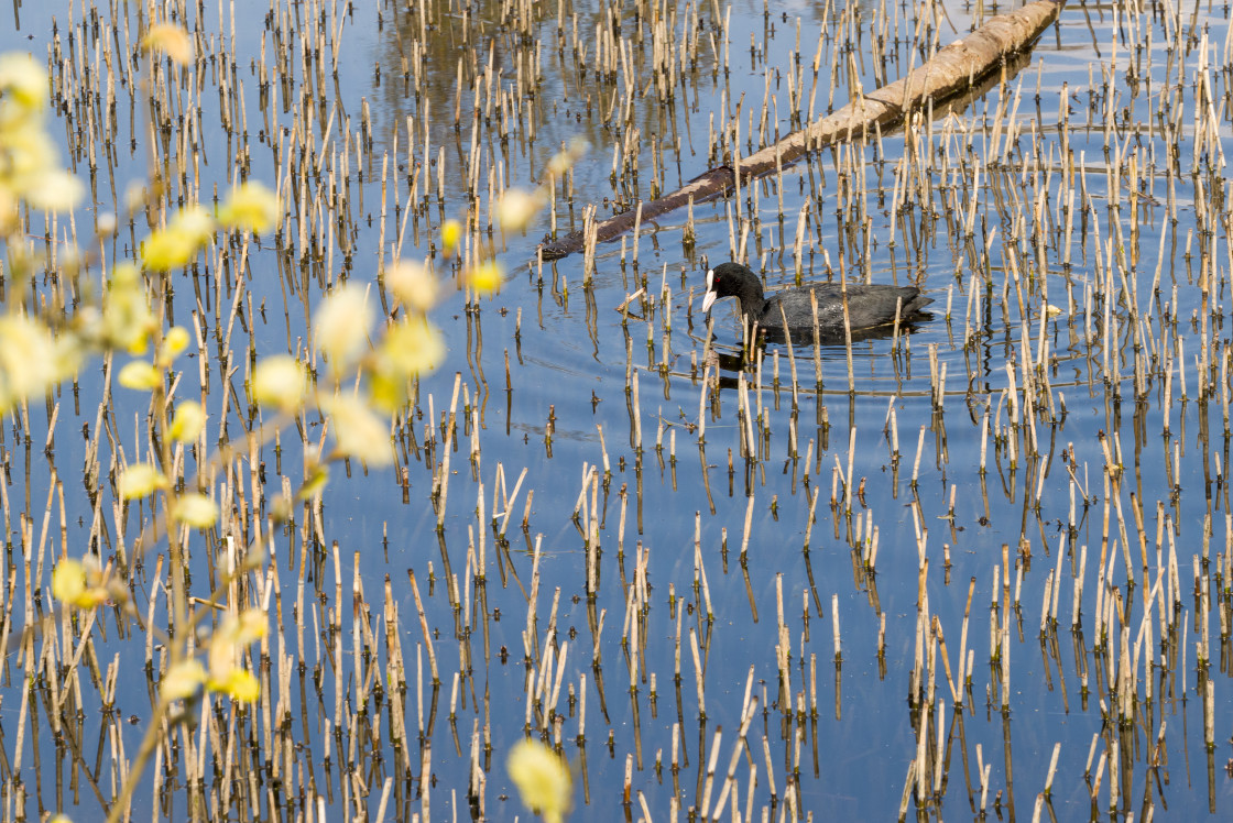 "Coot" by Gordon England - $12.70 "Coot" stock image