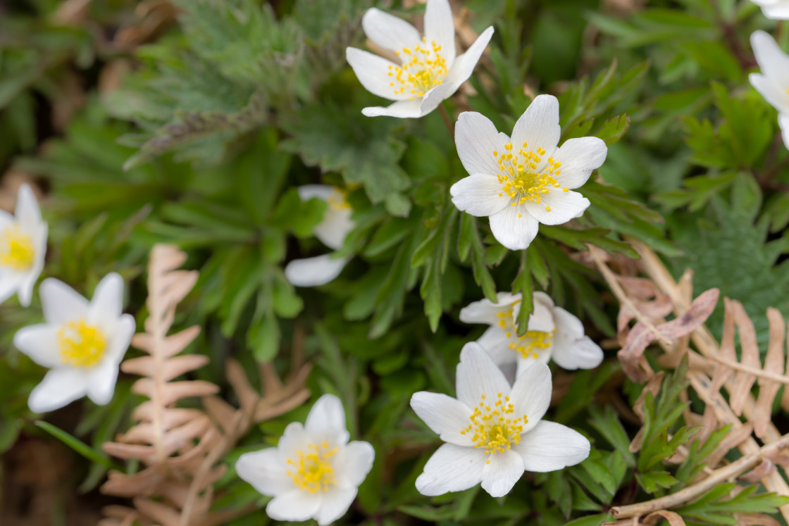 "Wood Anemone" by Gordon England - $12.71 "Wood Anemone" stock image