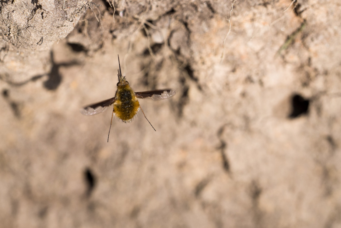 "Bee-fly" stock image