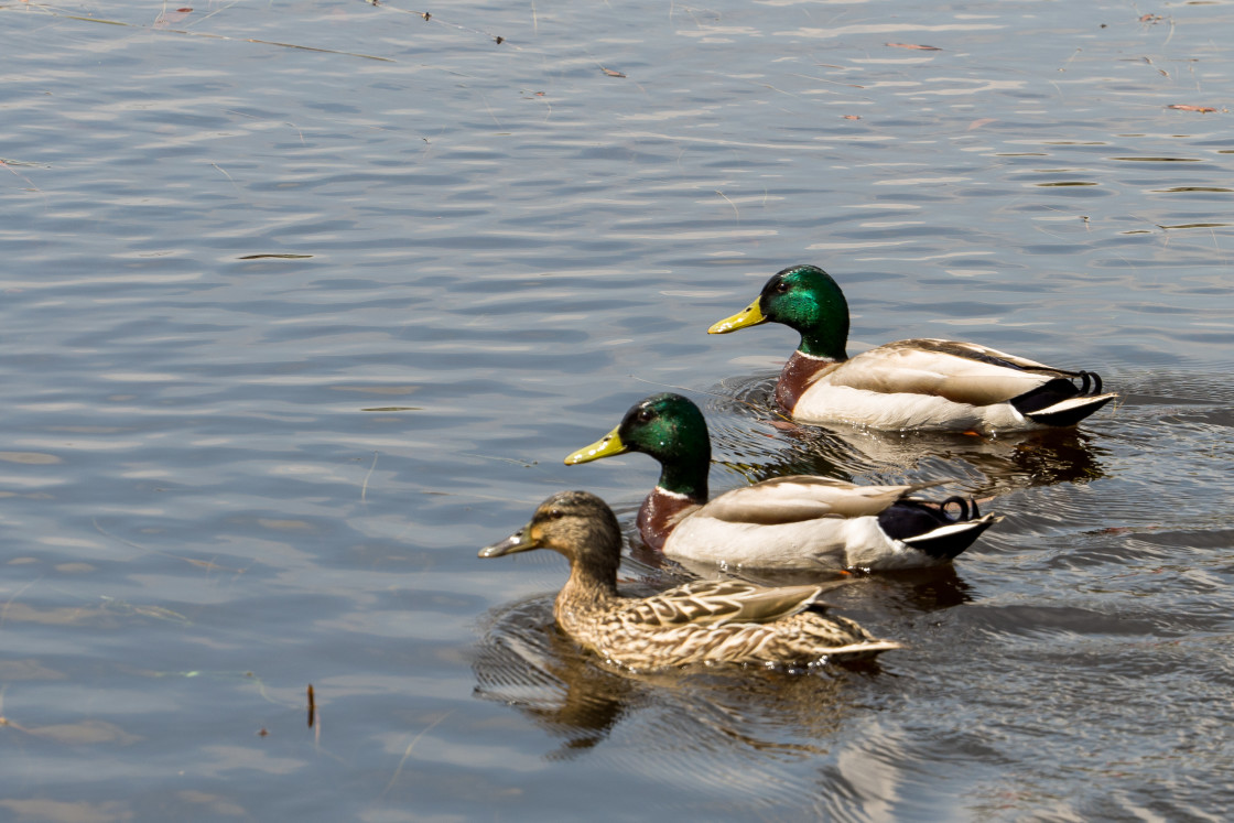 "Mallard Ducks" by Gordon England - $12.62 "Mallard Ducks" stock image