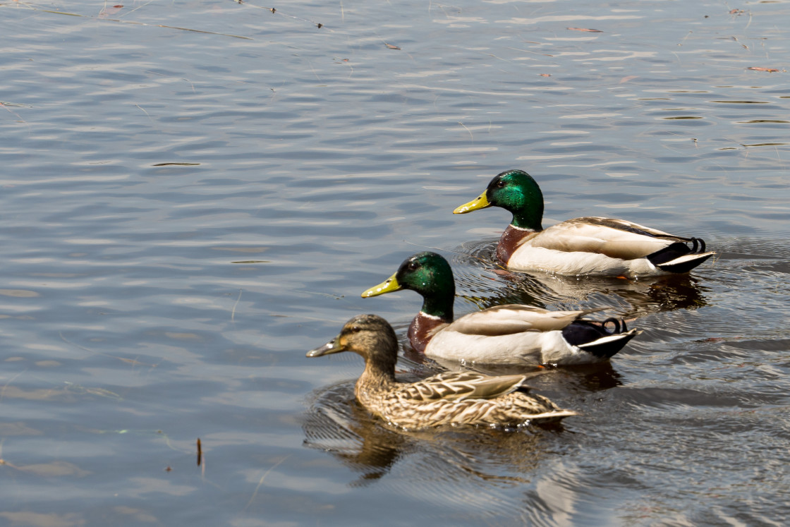 "Mallard Ducks" stock image