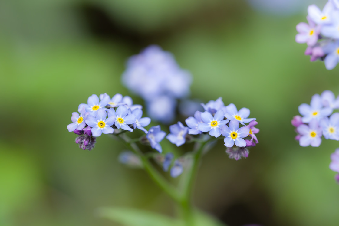 "Forget-me-nots" stock image