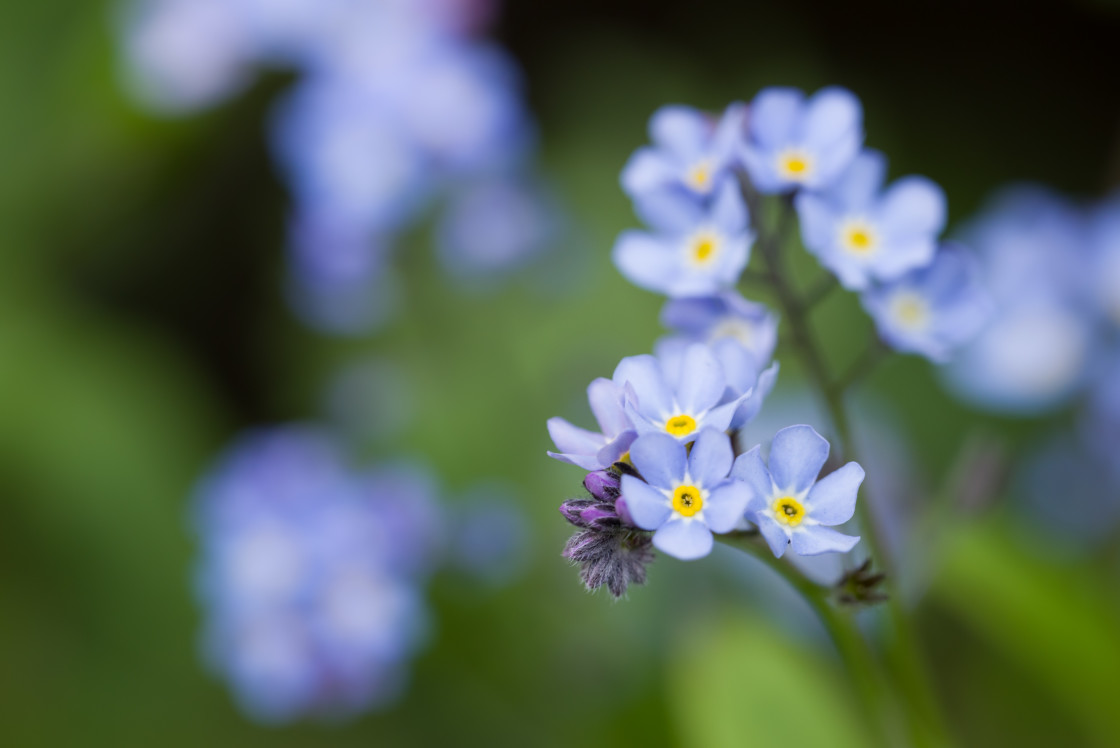 "Forget-me-not" stock image