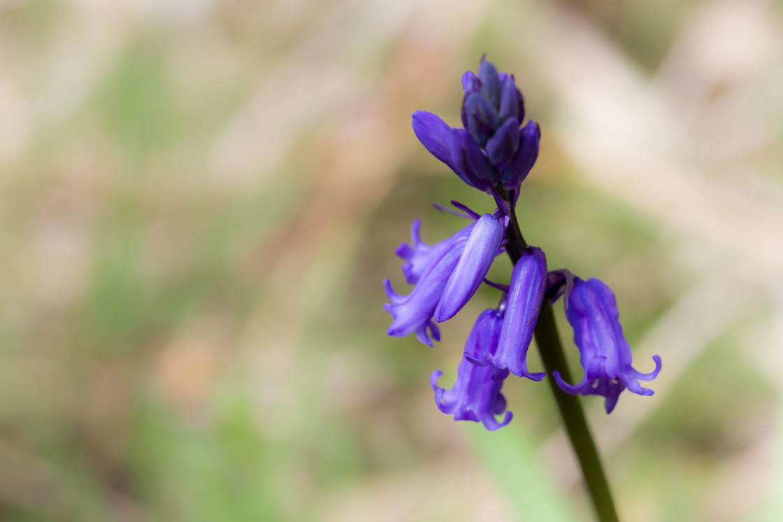 "Bluebell Flower" stock image