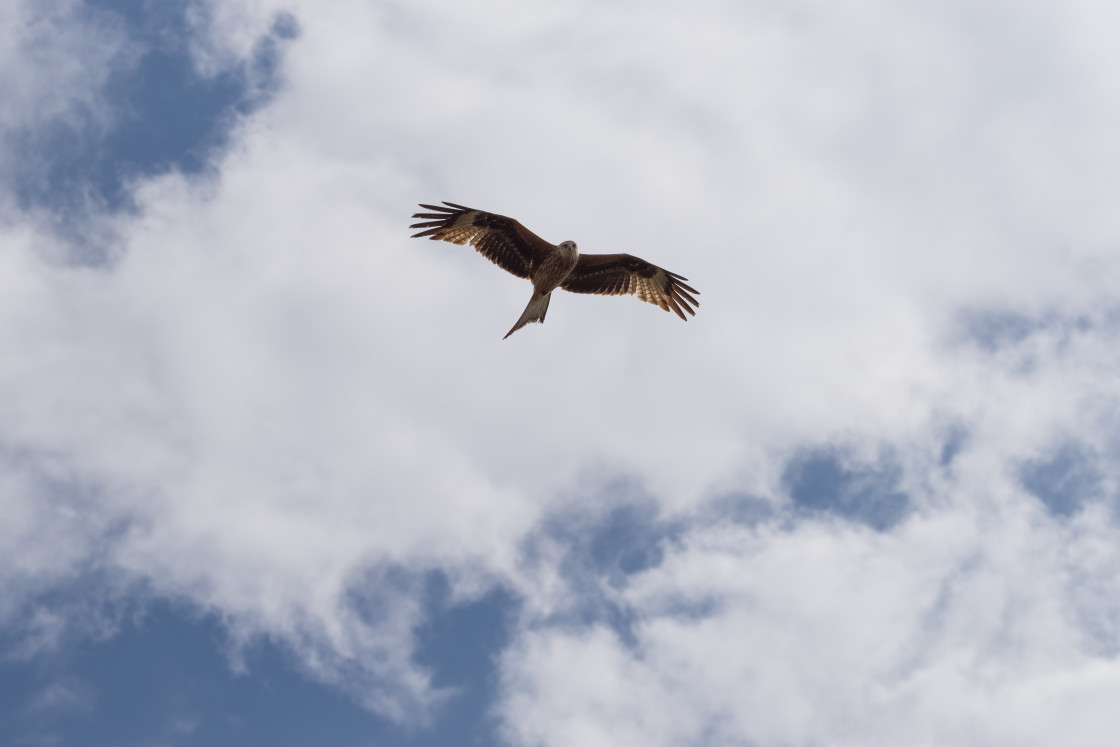 "Red Kite" stock image