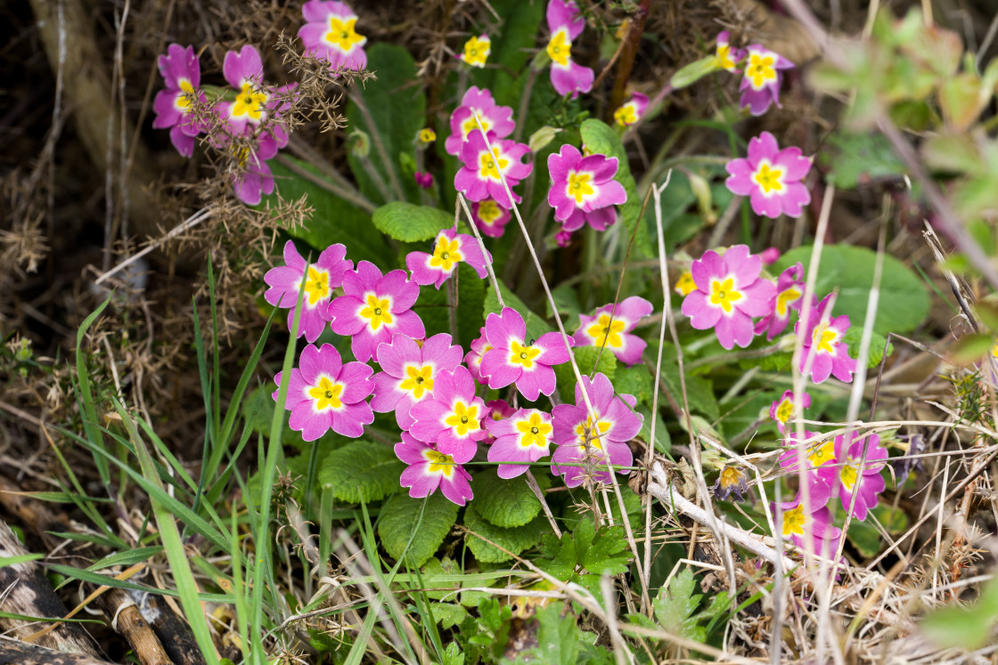 "Pink Primrose" stock image