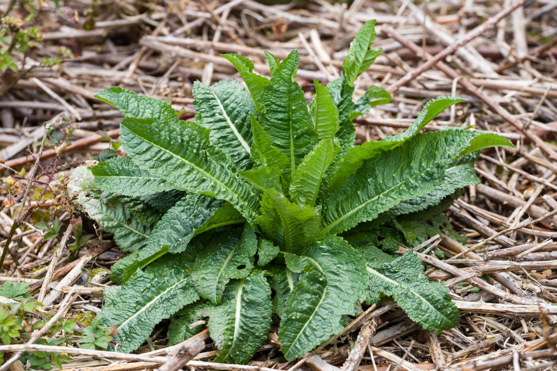 "Young Wild Teasel Plant" stock image