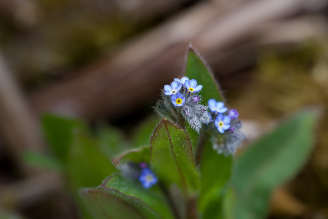 "Early Forget-me-not" stock image