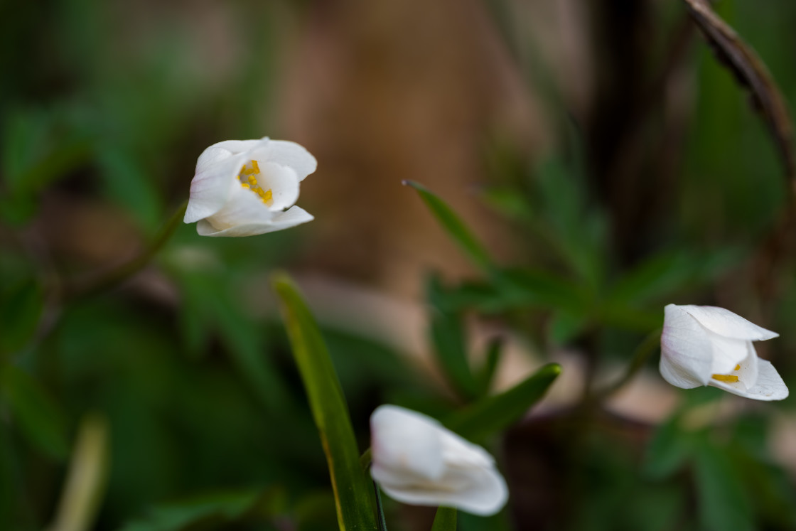 "Wood Anemone Flowers" stock image