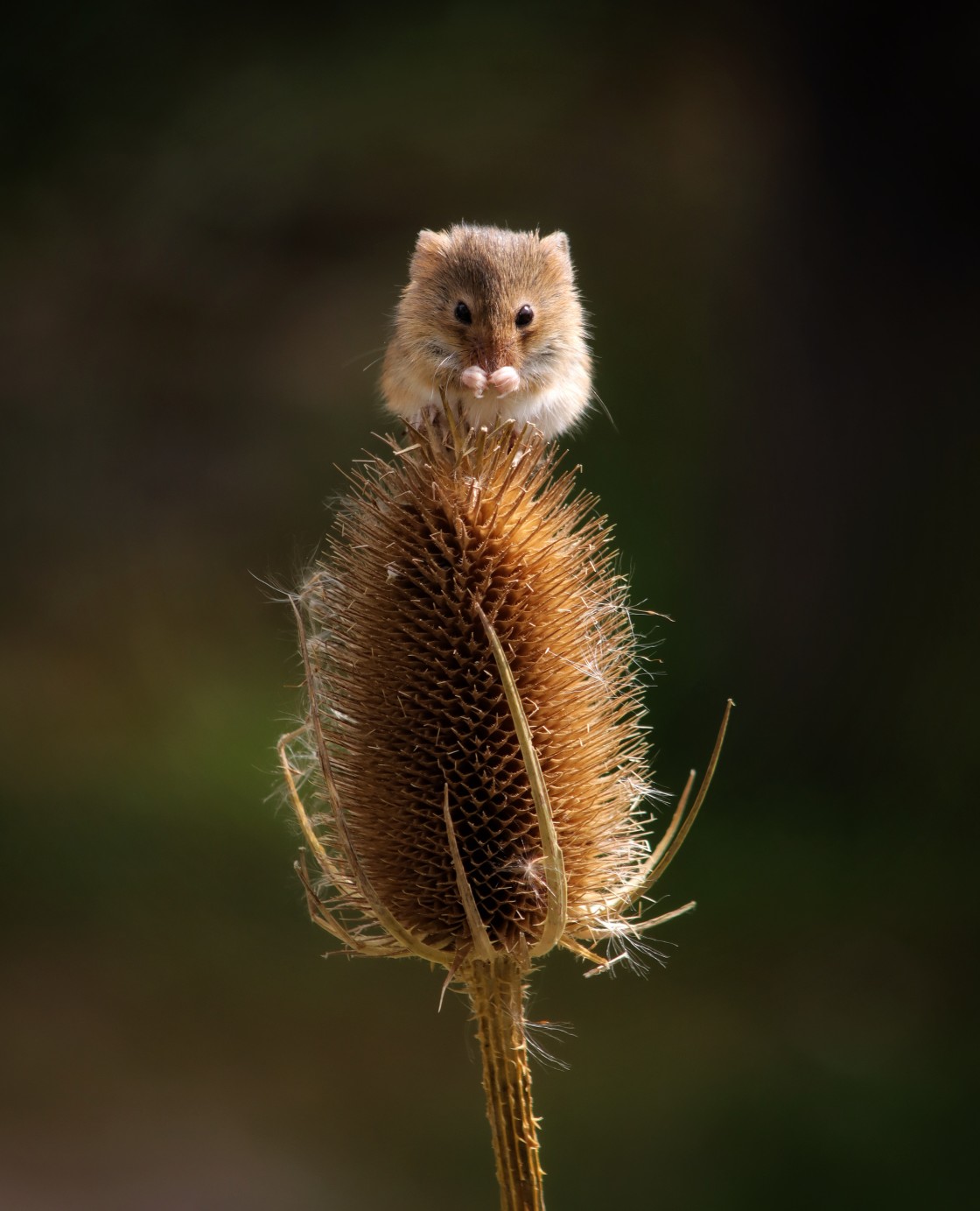 "Golden Teazle Mouse" stock image