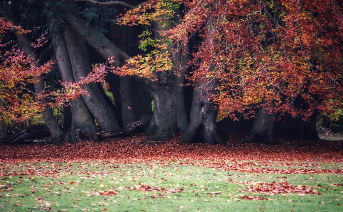 "Autumn in Red" stock image