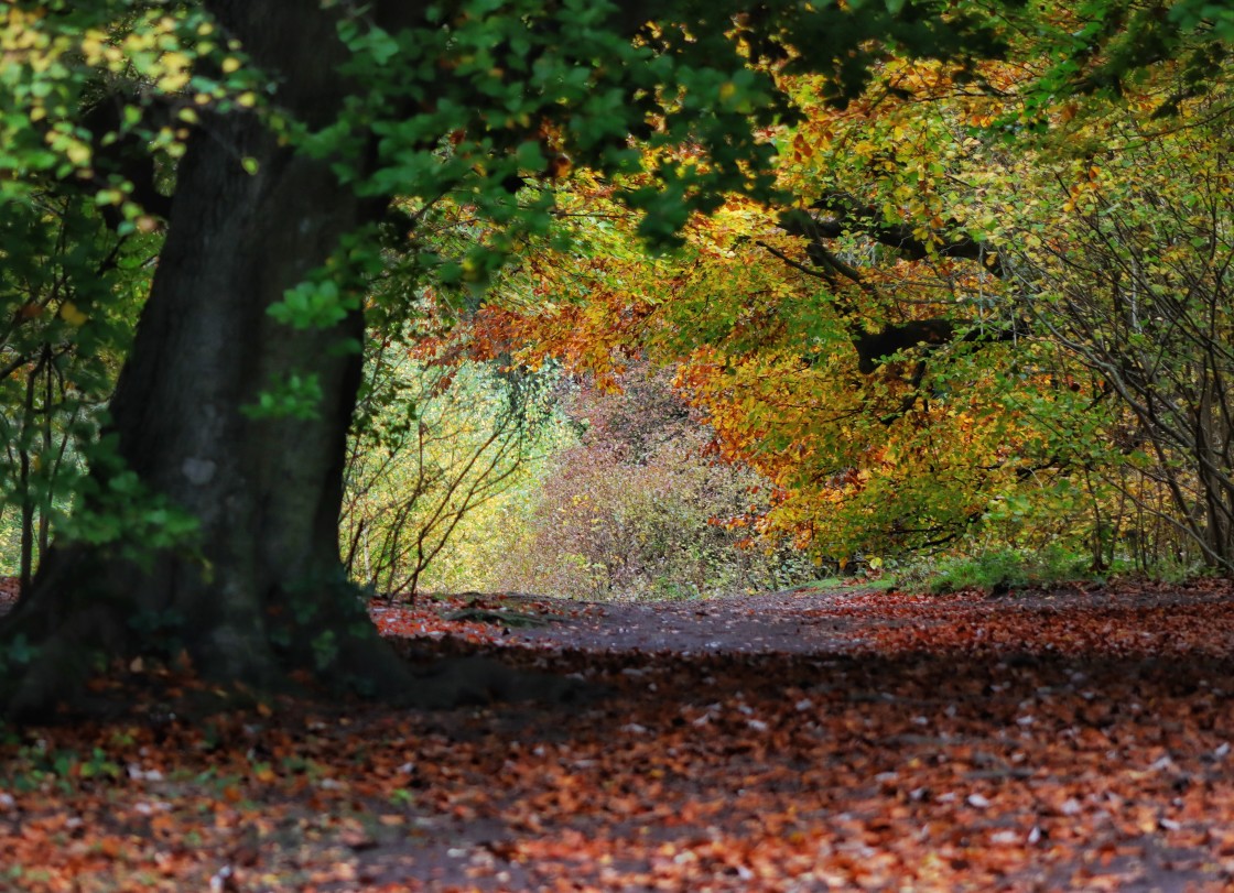 "Autumn in the Ancient Woodland" stock image