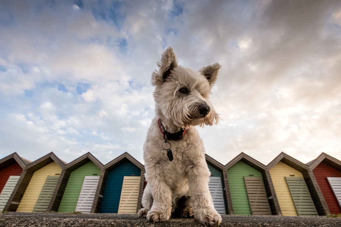 "Beach Huts" stock image