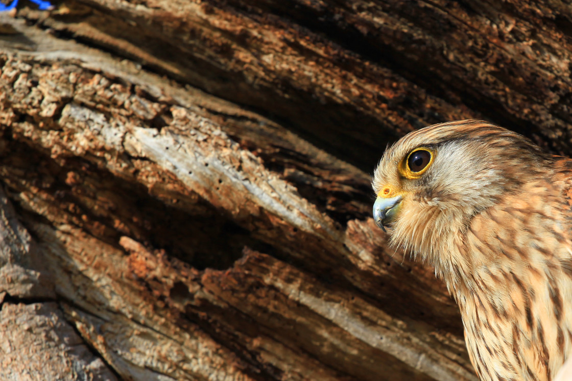 "Kestrel in a Tree" stock image