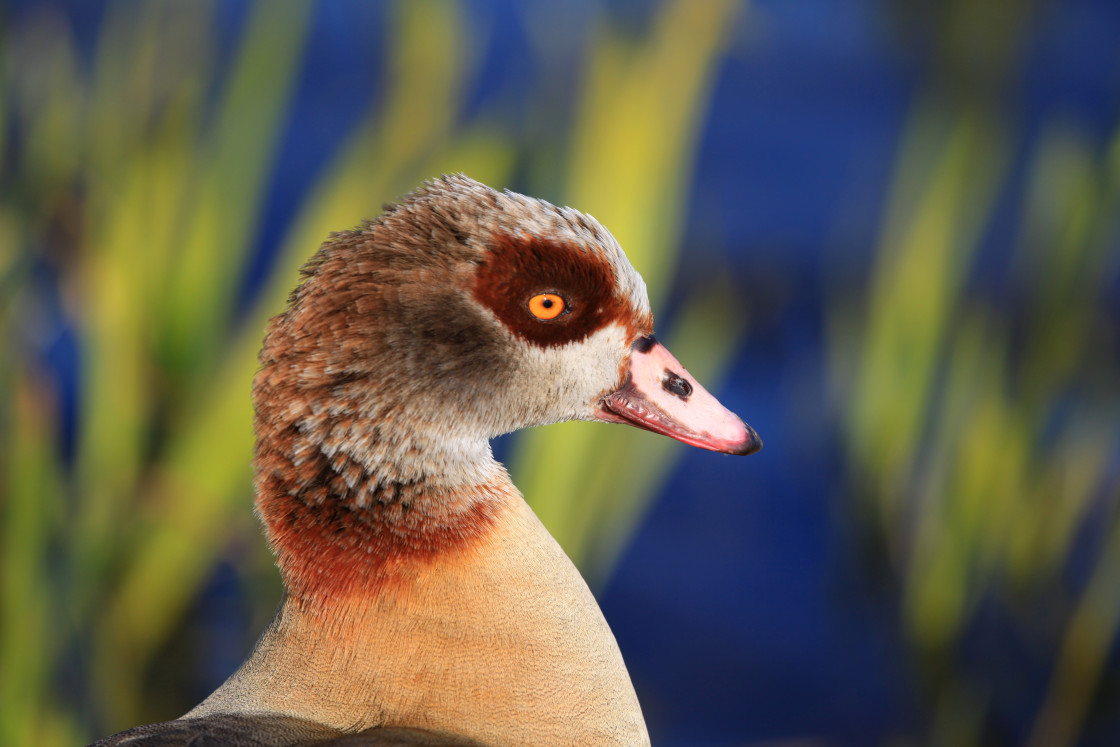 "Egyptian Goose on a windy day" stock image