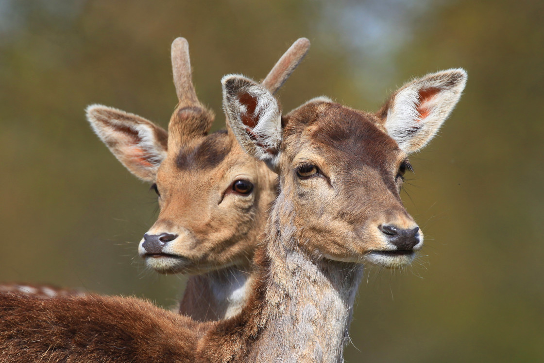 "Left or right!" stock image