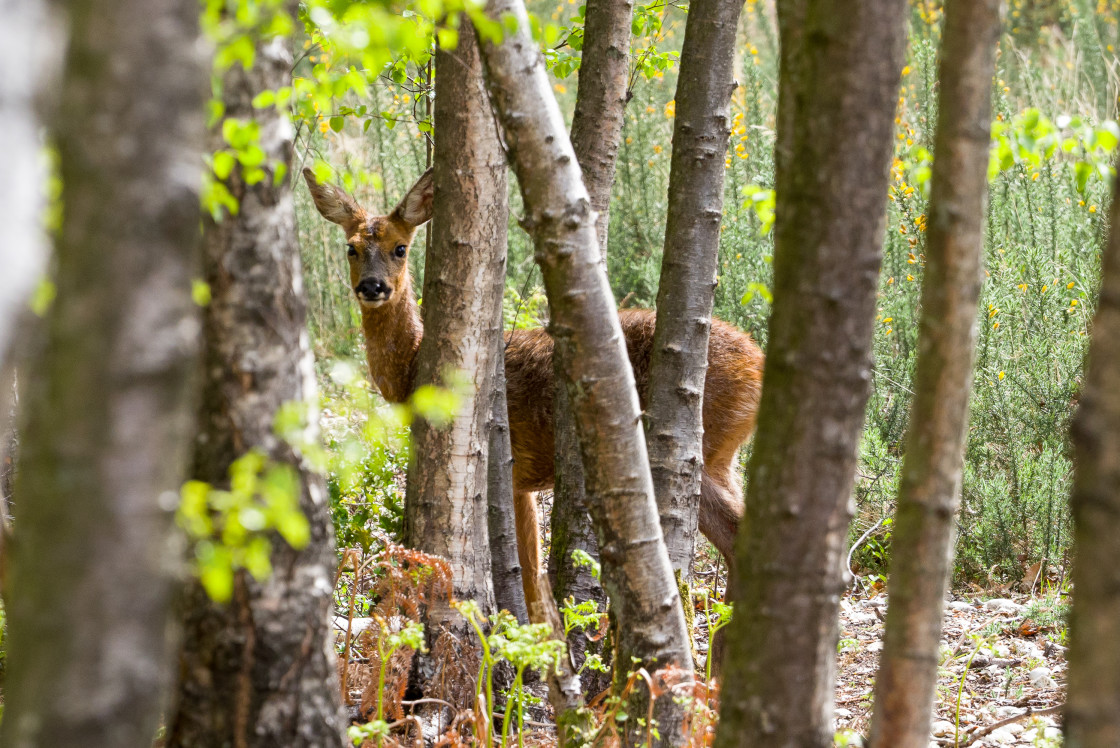"Roe Deer Doe" by Gordon England - $12.55 "Roe Deer Doe" stock image