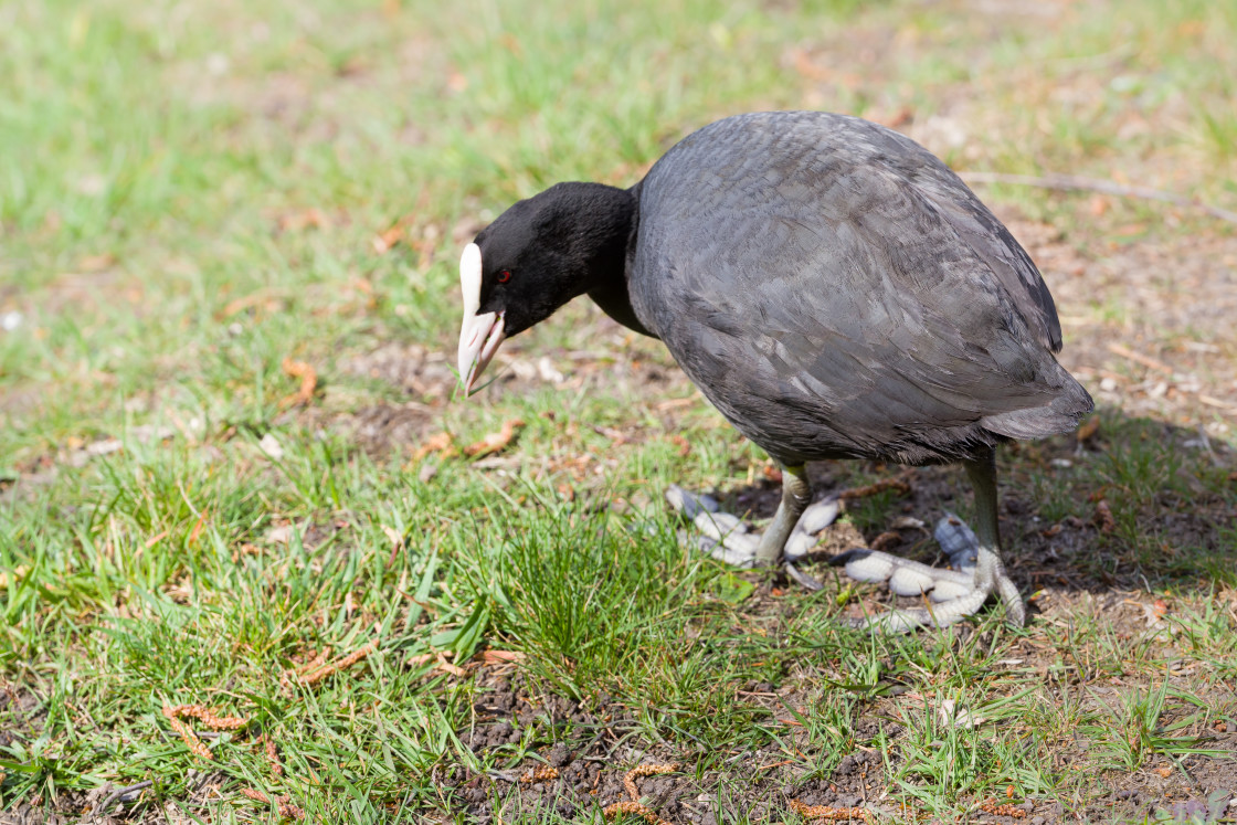 "Coot Eating Grass" stock image