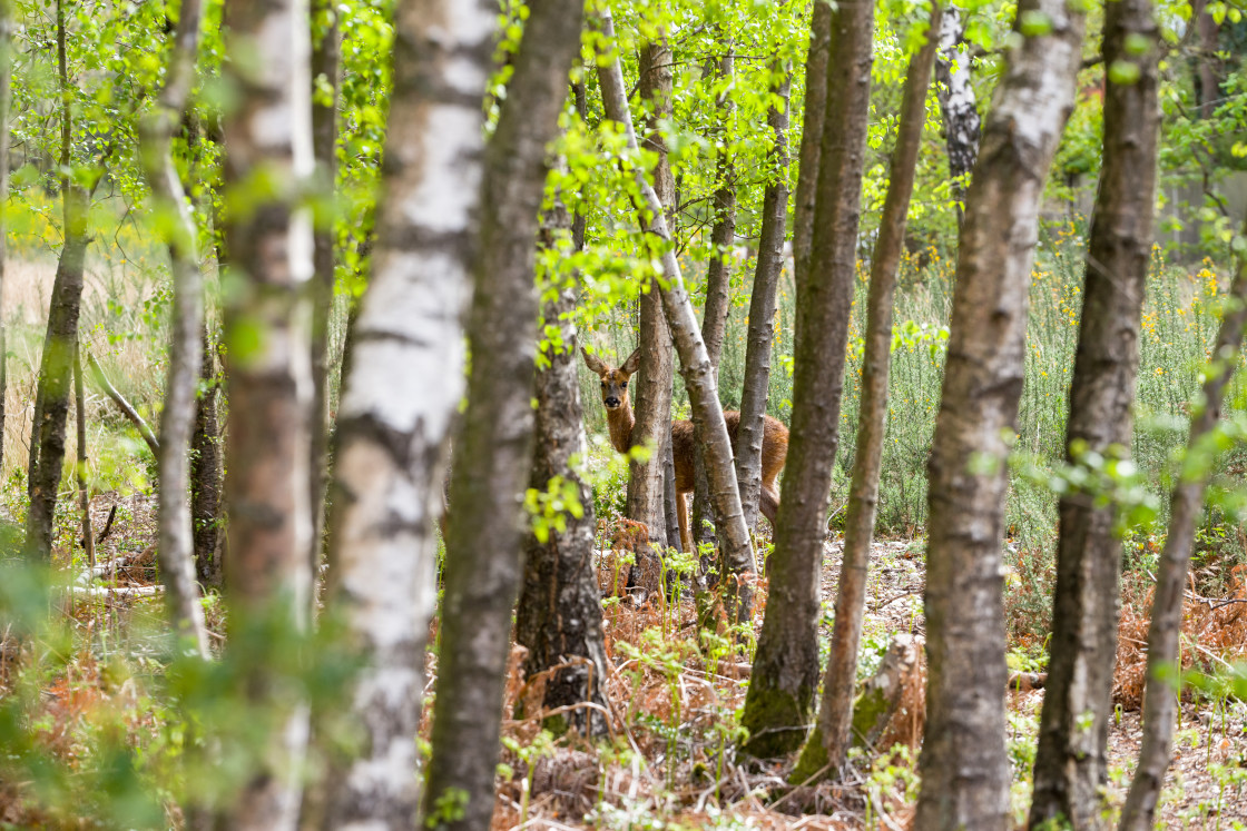 "Roe Deer Doe" stock image