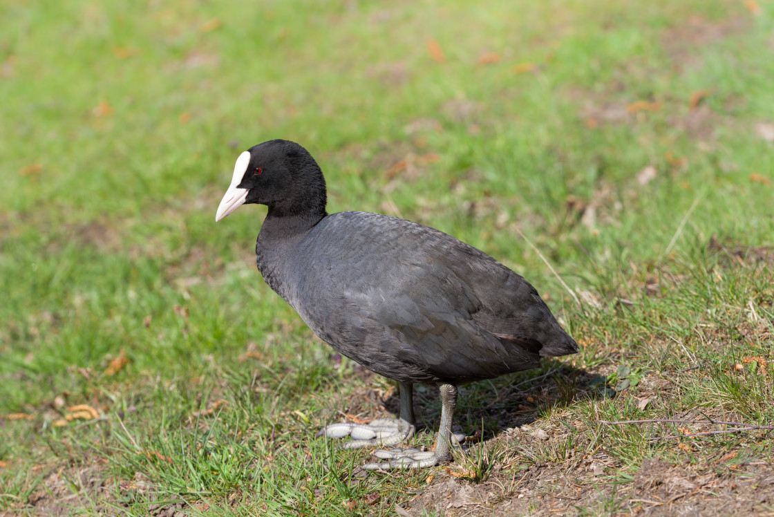 "Coot" stock image