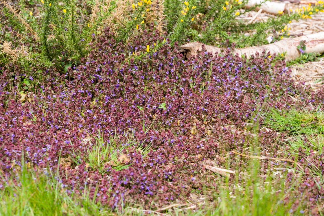 "Bugleweed Carpet" by Gordon England - $12.62 "Bugleweed Carpet" stock image