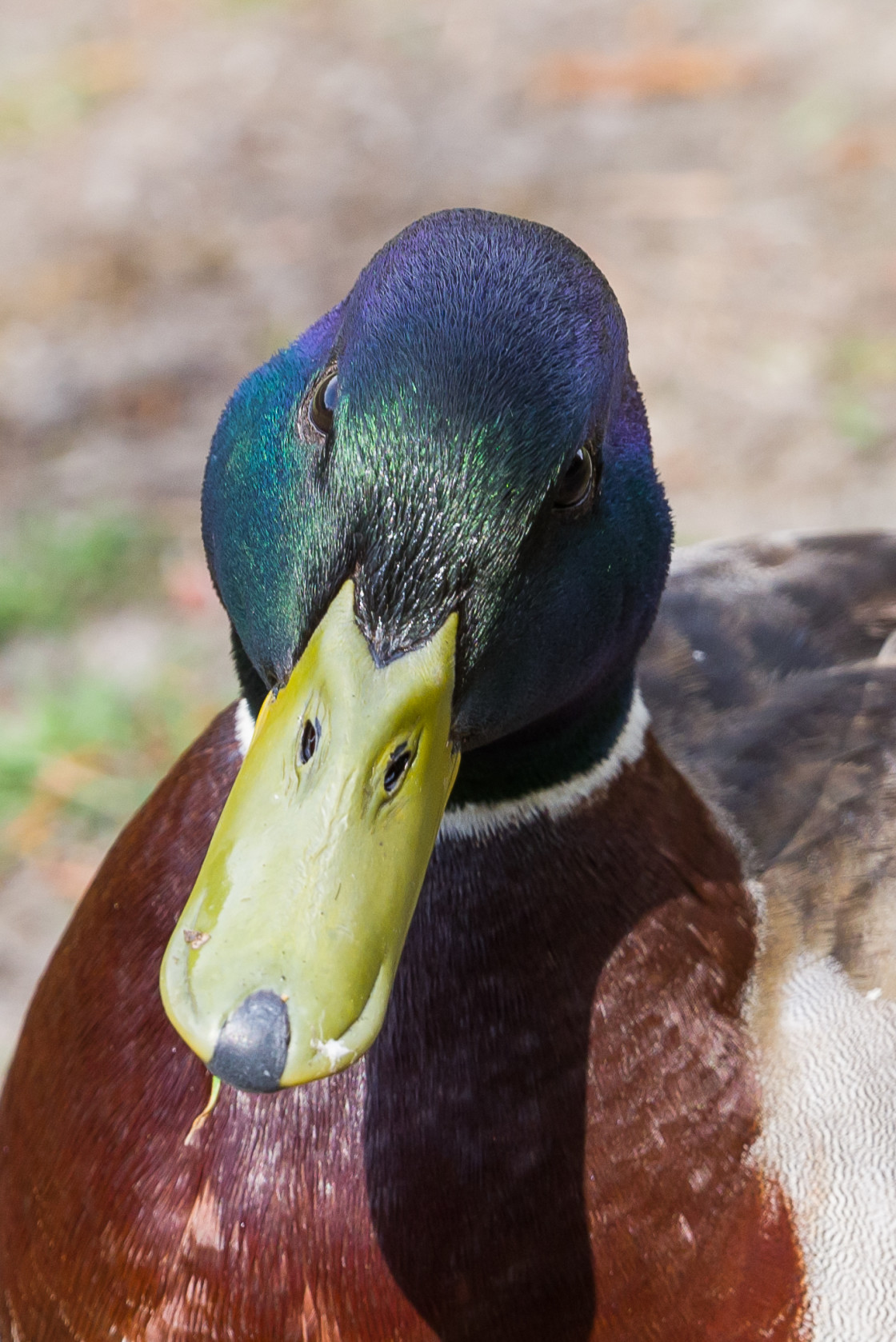 "Mallard Drake Portrait" stock image