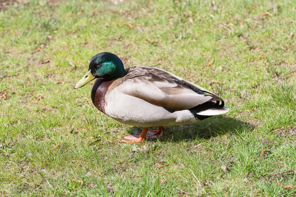 "Mallard Drake" stock image