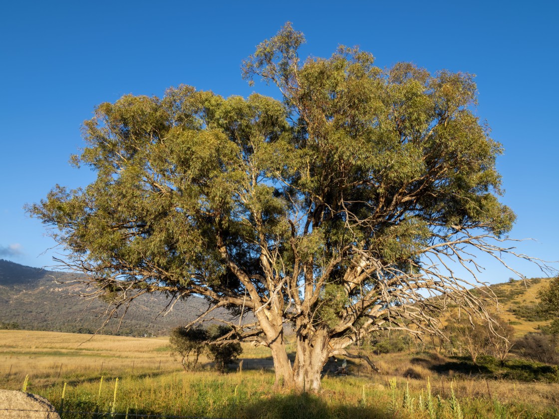 "Eucalyptus camaldulensis" stock image