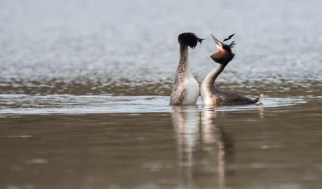 "Great Crested Grebes, Pennington Flash" stock image